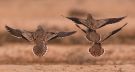Crowned Sandgrouse, Israel 5th of February 2013 Photo: Silas K.K. Olofson