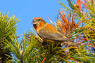 Red Crossbill, Denmark 4th of March 2013 Photo: Claus Halkjær