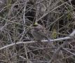 Yellow-throated Bunting, han/male, Korea (South) 22nd of January 2013 Photo: Jens Thalund