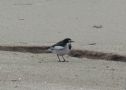 White Wagtail, han/male vinter, Korea (South) 23rd of January 2013 Photo: Jens Thalund