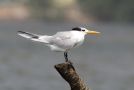 Lesser Crested Tern, Thailand 17th of January 2013 Photo: Erik Biering