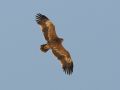 Steppe Eagle, 3cy?, Israel 29th of March 2010 Photo: David Andersson