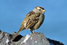 White-crowned Sparrow, 2cy, USA 17th of February 2013 Photo: Richard Bonser