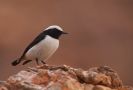 Mourning Wheatear, Israel 5th of February 2013 Photo: Silas K.K. Olofson