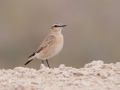 Isabelline Wheatear, Kuwait 7th of February 2013 Photo: David Andersson