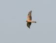 Pallid Harrier, 2cy female, Sweden 24th of May 2011 Photo: David Andersson