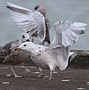 European Herring Gull, 4cy -partiel leucisme, Denmark 15th of March 2013 Photo: Hans Henrik Larsen