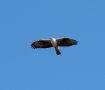 Bonelli's Eagle, India 19th of December 2012 Photo: Paul Patrick Cullen