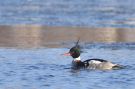 Red-breasted Merganser, Male, Denmark 24th of March 2013 Photo: Lars Rostgaard