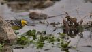 Citrine Wagtail, Male, Turkey 22nd of March 2013 Photo: Silas K.K. Olofson