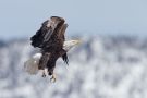 Bald Eagle, USA 20th of March 2013 Photo: Thomas Jensen
