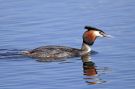 Great Crested Grebe, Sweden 22nd of April 2006 Photo: Robert Paepke