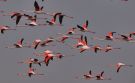 Stor Flamingo, Tyrkiet 24. marts 2013 Foto: Silas K.K. Olofson