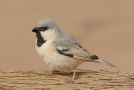 Desert Sparrow, Morocco 15th of March 2013 Photo: Dave Barnes