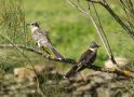 Great Spotted Cuckoo, Spain 17th of March 2013 Photo: Carl Bohn