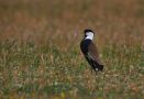 Spur-winged Lapwing, Turkey 30th of March 2013 Photo: Silas K.K. Olofson