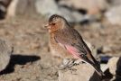 Asian Crimson-winged Finch, Morocco 11th of March 2013 Photo: Dave Barnes