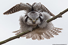 Northern Hawk-owl, Sweden 6th of April 2013 Photo: Johnny Salomonsson