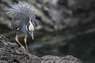 Yellow-crowned Night-Heron, Adult, Galapagos 2nd of February 2013 Photo: Søren Kristoffersen