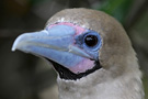 Red-footed Booby, Adult - brown morph, Galapagos 2nd of February 2013 Photo: Søren Kristoffersen
