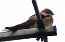 Red-rumped Swallow, Denmark 26th of April 2013 Photo: Ib Jensen