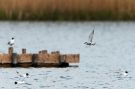 Whiskered Tern, 3cy, Denmark 10th of May 2013 Photo: Jakob Dall