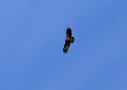 Lesser Spotted Eagle, Denmark 10th of May 2013 Photo: Tommy Studsholt Christensen