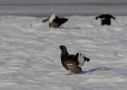 Black Grouse, Norway 20th of April 2013 Photo: Klaus Dichmann