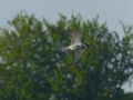 Whiskered Tern, Denmark 17th of May 2013 Photo: Anders Hammergart