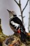 Middle Spotted Woodpecker, Denmark 13th of March 2011 Photo: Ken Sievertsen