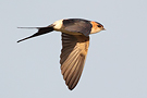 Red-rumped Swallow, Spain 2nd of May 2013 Photo: Helge Sørensen