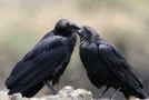 Fan-tailed Raven, A pair of adults!, Ethiopia 4th of May 2012 Photo: Thomas Varto Nielsen