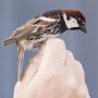 Spanish Sparrow, Male, Sweden 27th of May 2013 Photo: Christian Ljunggren