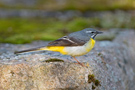 Grey Wagtail, Male, Norway 27th of May 2013 Photo: Morten Winness