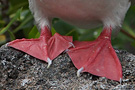 Rødfodet Sule, Galapagos 2. februar 2013 Foto: Søren Kristoffersen