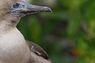 Red-footed Booby, Galapagos 2nd of February 2013 Photo: Søren Kristoffersen