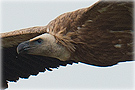 Griffon Vulture, Stort vingefang over Kåstrup, Denmark 15th of June 2013 Photo: Hans Staunstrup