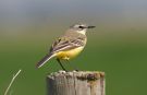 Western Yellow Wagtail, Female, Sweden 18th of May 2013 Photo: Lars Falck