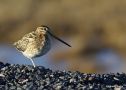 Common Snipe, Iceland 6th of May 2013 Photo: Carsten Siems