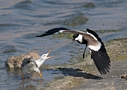Spur-winged Lapwing, With Slender-billed Gull, Israel 29th of March 2013 Photo: Eva Foss Henriksen