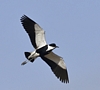 Spur-winged Lapwing, Israel 25th of March 2013 Photo: Eva Foss Henriksen