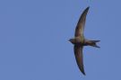 Common Swift, Greece 26th of May 2013 Photo: Lars Rostgaard