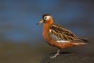 Red Phalarope, Male, Iceland 6th of June 2013 Photo: Daniel Pettersson