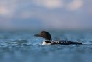 Great Northern Loon, Iceland 3rd of June 2013 Photo: Daniel Pettersson