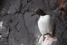 Thick-billed Murre, Iceland 8th of June 2013 Photo: Daniel Pettersson