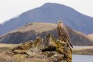 Gyrfalcon, Iceland 3rd of June 2013 Photo: Daniel Pettersson