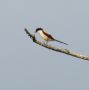 Long-tailed Shrike, Vietnam 11th of March 2013 Photo: Jens Thalund