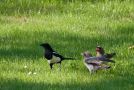 Eurasian Magpie, To 'brown' unger og en normalfarvet voksen, Denmark 6th of June 2013 Photo: sissel fossat