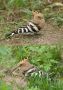 Eurasian Hoopoe, Collage, China 15th of June 2013 Photo: Birger Lønning