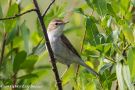Booted Warbler, Russian Federation (inside WP) 20th of June 2013 Photo: Eric Didner